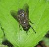 Hybomitra sp.